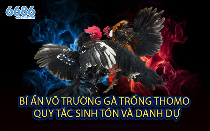Bí Ẩn Võ Trường Gà Trống Thomo - Quy Tắc Sinh Tồn Và Danh Dự