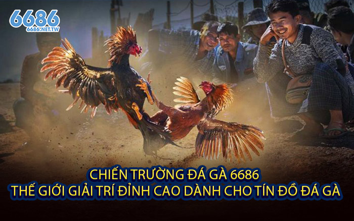 Chiến Trường Đá Gà 6686 – Thế Giới Giải Trí Đỉnh Cao Dành Cho Tín Đồ Đá Gà