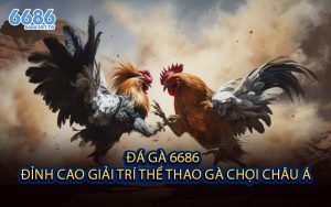 Đá Gà 6686 - Đỉnh Cao Giải Trí Thể Thao Gà Chọi Châu Á