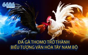 Đá Gà Thomo Trở Thành Biểu Tượng Văn Hóa Tây Nam Bộ