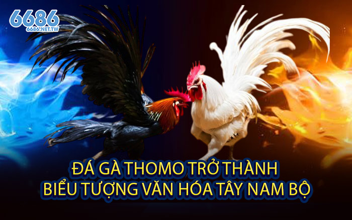 Đá Gà Thomo Trở Thành Biểu Tượng Văn Hóa Tây Nam Bộ