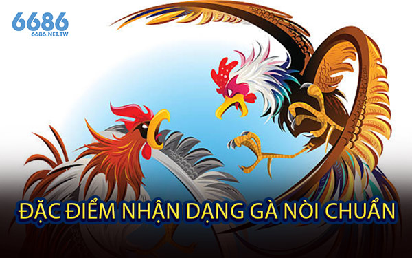 Đặc Điểm Nhận Dạng Gà Nòi Chuẩn