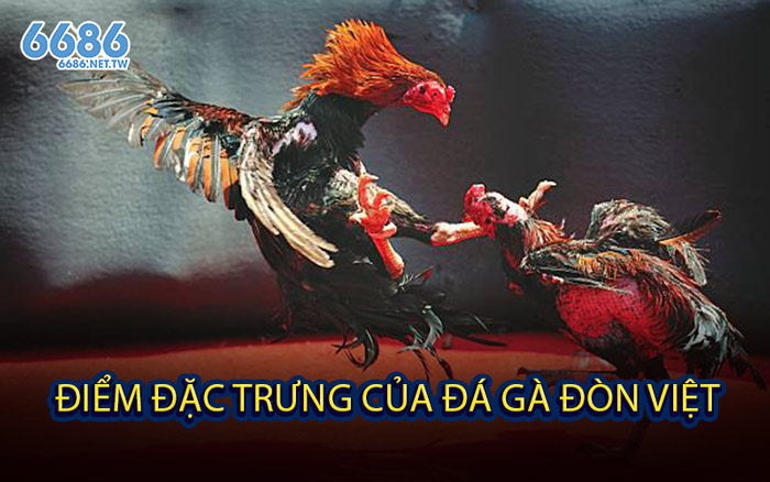 Điểm Đặc Trưng Của Đá Gà Đòn Việt