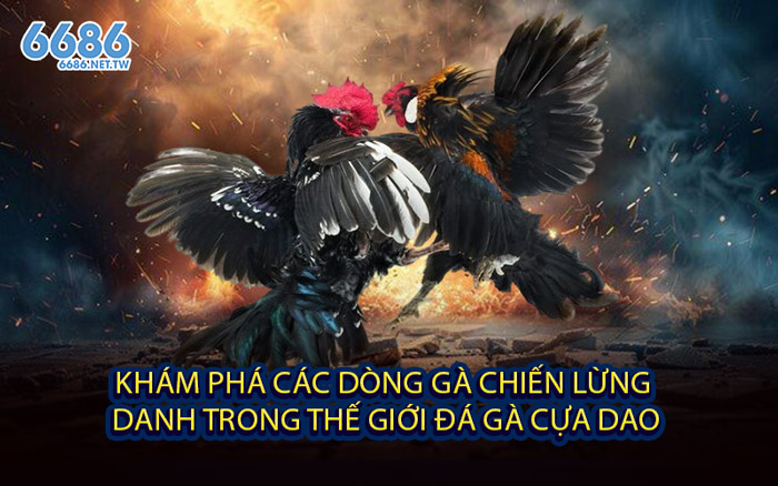 Khám Phá Các Dòng Gà Chiến Lừng Danh Trong Thế Giới Đá Gà Cựa Dao