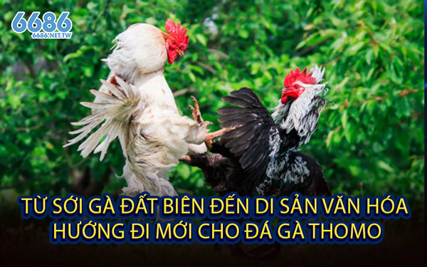 Từ Sới Gà Đất Biên Đến Di Sản Văn Hóa - Hướng Đi Mới Cho Đá Gà Thomo