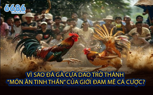 Vì Sao Đá Gà Cựa Dao Trở Thành “Món Ăn Tinh Thần” Của Giới Đam Mê Cá Cược?